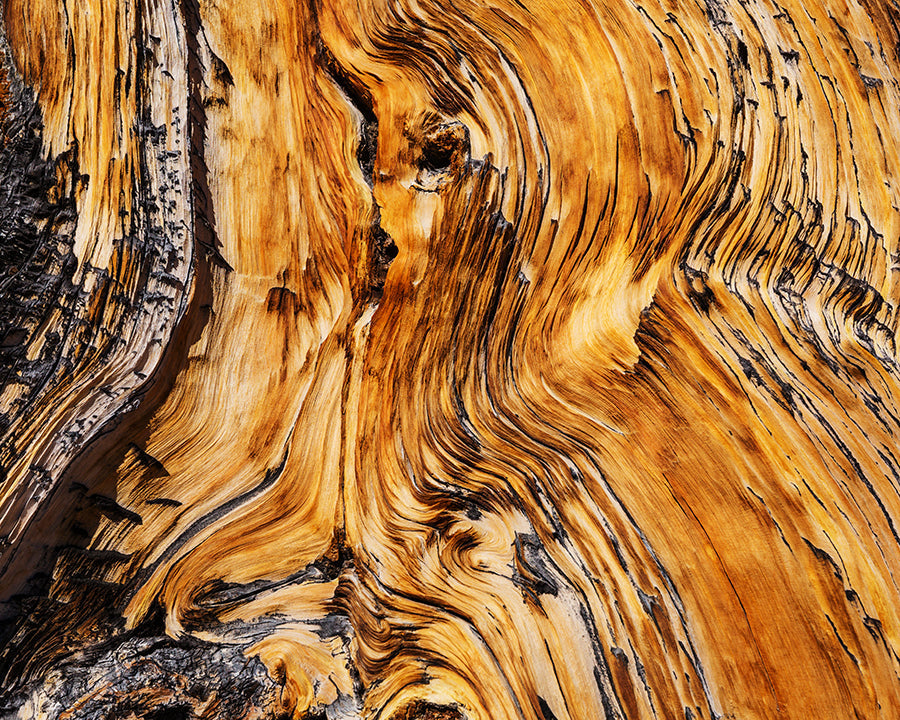 Beautiful Wood Grain